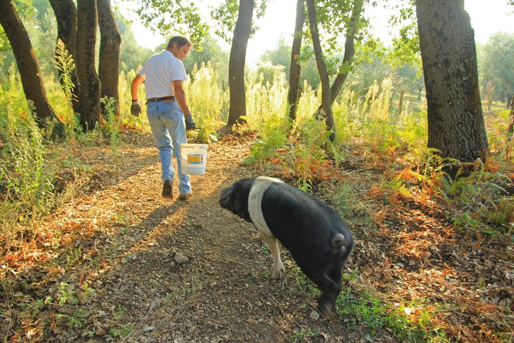 Agriturismo Locanda Pantanello Pitigliano Dış mekan fotoğraf